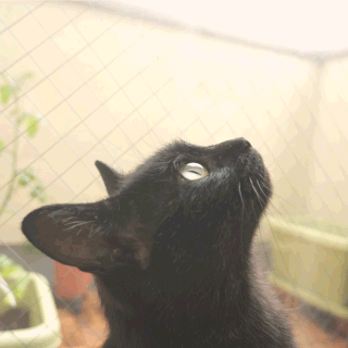 猫ののこが上を見る画像;猫と人,nekotohito,ネコトヒト