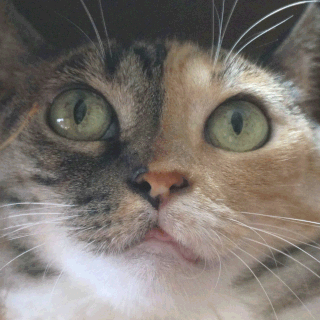 三毛猫しじみ;猫と人,nekotohito,ネコトヒト