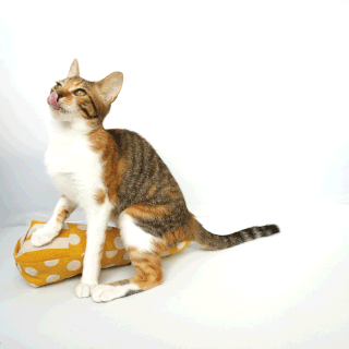 猫画像;猫と人,nekotohito,ネコトヒト