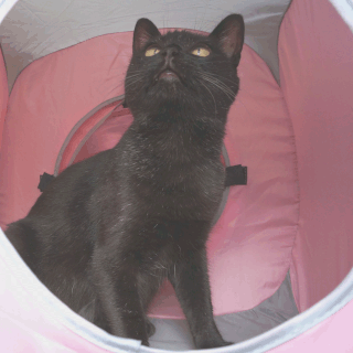 猫ののこが上を見ている画像;猫と人,nekotohito,ネコトヒト