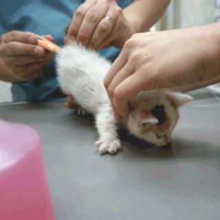 猫みこ(現みお)保護した時の画像4;猫と人,nekotohito,ネコトヒト