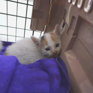 猫みこ(現みお)保護した時の画像6;猫と人,nekotohito,ネコトヒト