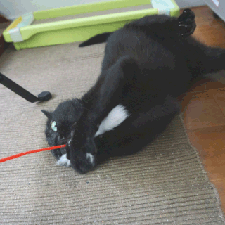 猫ののこ画像;猫と人,nekotohito,ネコトヒト