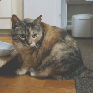 猫しじみの気にしてる画像;猫と人,nekotohito,ネコトヒト