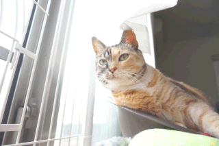 猫しじみが外を見る画像:猫と人,nekotohito,ネコトヒト