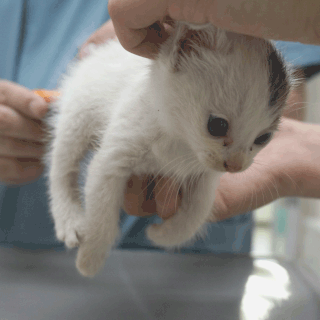 猫あこ(現まお)保護した時の画像3;猫と人,nekotohito,ネコトヒト