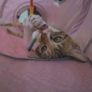 猫画像;猫と人,nekotohito,ネコトヒト