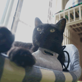 猫ののこがエプロンしている画像;猫と人,nekotohito,ネコトヒト