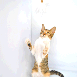 猫こひめの遊ぶ画像;猫と人,nekotohito,ネコトヒト