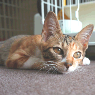 こひめ;猫と人,nekotohito,ネコトヒト