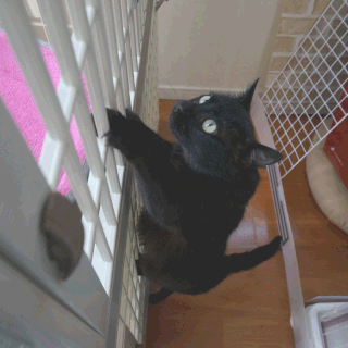 猫ののこが登る画像;猫と人,nekotohito,ネコトヒト