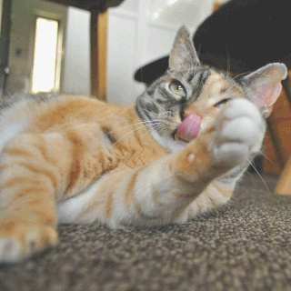猫しじみが舌を出している画像;猫と人,nekotohito,ネコトヒト