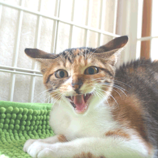 猫のこひめのシャー;猫と人,nekotohito,ネコトヒト
