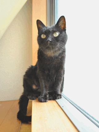 猫ののこと出会った頃;猫と人,nekotohito,ネコトヒト