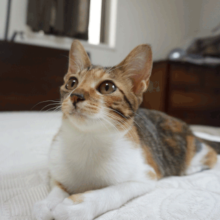 猫画像;猫と人,nekotohito,ネコトヒト