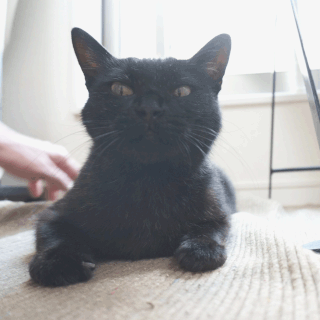 猫ののこ画像;猫と人,nekotohito,ネコトヒト