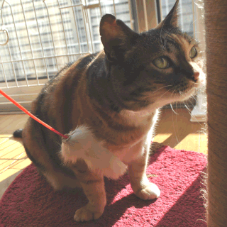 猫しじみとねこじゃらしを無視する画像;猫と人,nekotohito,ネコトヒト