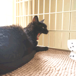 猫ののこ画像;猫と人,nekotohito,ネコトヒト