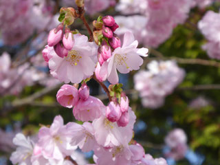 Kirschblüten weiß und rosa an einem Zweig