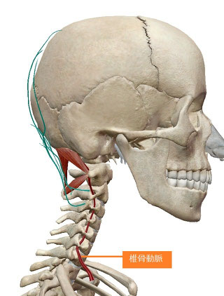 眼精疲労が肩こりと頭痛を引き起こす