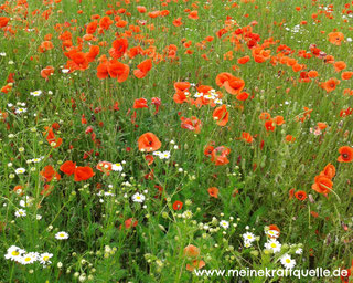 Monatsmotto, Kraftquelle, Sommer voller Abenteuer, Mohnblumen, Mohnfeld