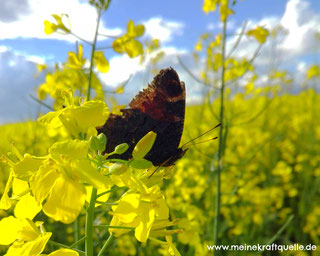 Schmetterling im Rapsfeld, Kraftquelle, Frühling