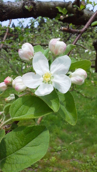 りんごの花