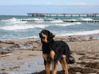 Leon am Strand