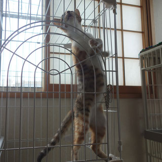 こひめ;猫と人,nekotohito,ネコトヒト