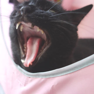 猫ののこ画像;猫と人,nekotohito,ネコトヒト
