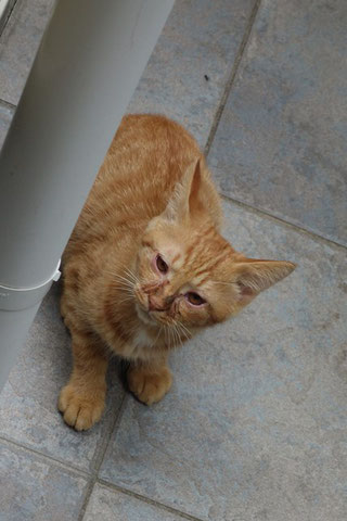 ネコトヒト;猫と人,nekotohito,ネコトヒト