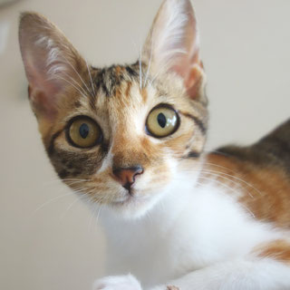 こひめ;猫と人,nekotohito,ネコトヒト