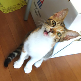 こひめ;猫と人,nekotohito,ネコトヒト