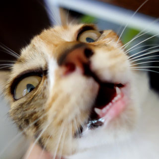 こひめ;猫と人,nekotohito,ネコトヒト