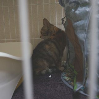 こひめ;猫と人,nekotohito,ネコトヒト