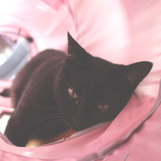 猫ののこ画像;猫と人,nekotohito,ネコトヒト