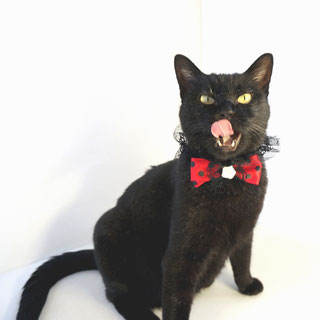 黒猫ののこ;猫と人,nekotohito,ネコトヒト
