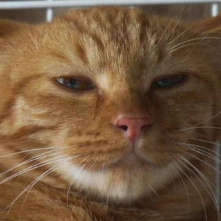 ネコトヒト;猫と人,nekotohito,ネコトヒト