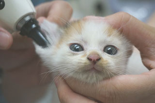 猫みこ(現みお)診療中の画像;猫と人,nekotohito,ネコトヒト