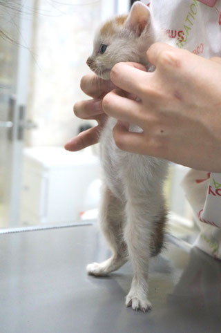 猫みこ(現みお)保護した時の画像2;猫と人,nekotohito,ネコトヒト