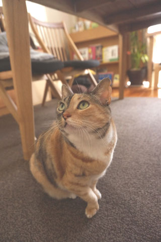 猫しじみがご飯をねだる画像:猫と人,nekotohito,ネコトヒト