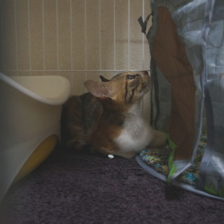 こひめ;猫と人,nekotohito,ネコトヒト