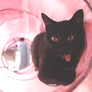 猫ののこ画像;猫と人,nekotohito,ネコトヒト