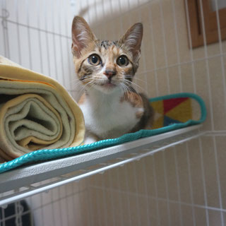 こひめケージの中;猫と人,nekotohito,ネコトヒト