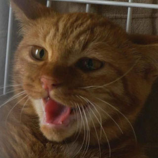 ネコトヒト;猫と人,nekotohito,ネコトヒト