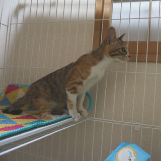 こ姫ケージの中2;猫と人,nekotohito,ネコトヒト