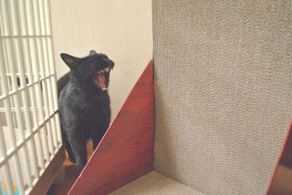 猫ののこがあくびしている画像:猫と人,nekotohito,ネコトヒト