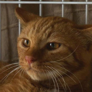 ネコトヒト;猫と人,nekotohito,ネコトヒト