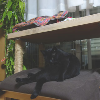 猫ののこ画像;猫と人,nekotohito,ネコトヒト