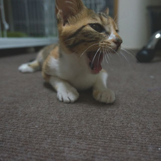 こひめのあくび;猫と人,nekotohito,ネコトヒト
